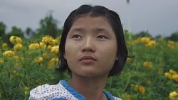 M/S SLO MO Myanmar teenage girl in a field of yellow mums, rain Stock Footage