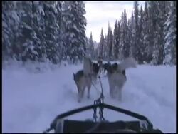 Dog Sledding / Dogsledding Past Forrest Trees Stock Footage