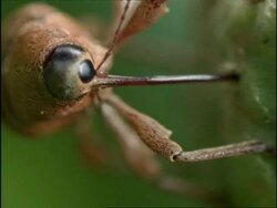 CU Acorn weevil drilling in to acorn, UK Stock Footage