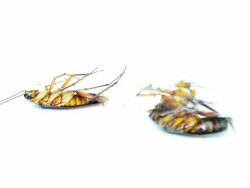 Cockroach Stock Footage