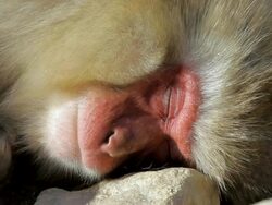 CU Shot of Japanese Macaque (Macaca fuscata) sleeping on rock in sun at Jigokudani Monkey Park / Nagano, Japan Stock Footage