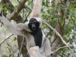 Gibbon Stock Footage