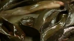 Catfish Stock Footage