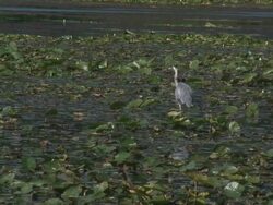 Great blue heron 11  1080/60i Stock Footage