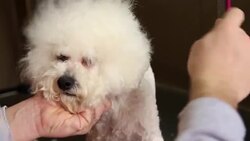 Grooming of the head of bichon frise Stock Footage