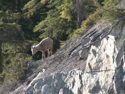 Big horn sheep Stock Footage