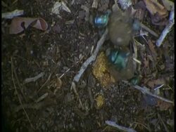 MS top shot of four Dung beetles rolling two dung balls, Bandhavgarh National Park, India Stock Footage