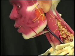 2008 was the year of the android News Clip