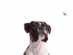 Computer mouse teases dog. Stock Footage