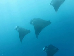 Manta rays are feeding in a line Stock Footage