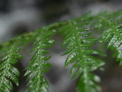 Close up of fern Stock Footage