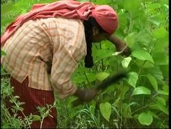 Organic farming is gaining popularity in Kerala, India Instructional Video