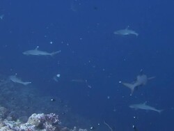 Whitetip Reef Sharks Stock Footage