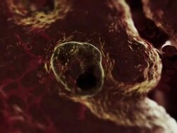 Extreme Close Up hand-held push-out - A brain-eating amoeba burrows into a brain in a computer-generated animation. Stock Footage