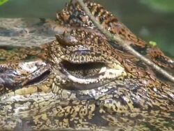 Caiman in the vegetation Stock Footage