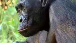 Bonobos Chimpanzees Instructional Video
