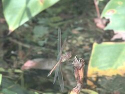 Dragonfly on the grass 3 Stock Footage
