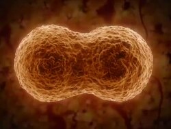 Cell division Stock Footage