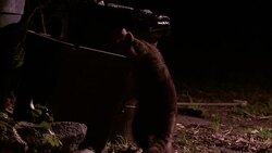A raccoon eats from a trash can. Stock Footage