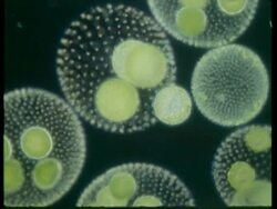 CU microscopic view of Volvox, colonial protists Stock Footage