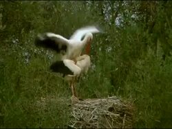 White Storks (Ciconia ciconia) mating, Dehesa de Abajo (Puebla del Rio, Sevilla), Andalucia, Spain Stock Footage