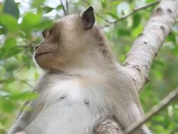 Monkey Stock Footage