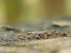 Termites Parade Stock Footage