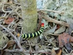 Caterpillar Stock Footage