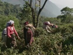 MS PAN Women working in tea plants / Kurseong, West Bengal, India Stock Footage