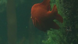 Tropical fish including Leopard Shark News Clip