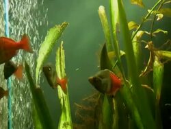 Aquarium Stock Footage