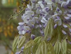 ATMOSPHERE: Kingdom of Plants 3D Interview at  Kew Stock Footage