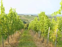 HD STEADY SHOT: Moving Through Vineyard Stock Footage