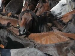 M/S Pan herd of horses Stock Footage