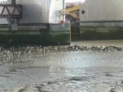 (HD1080i) Thames River Barrier Flood Control, Pull from Sea Birds Stock Footage
