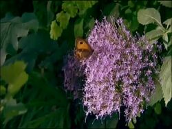 Butterfly, Parque Natural Sierras de Cazorla, Segura y las Villas (Jaen), Andalucia, Spain Stock Footage