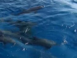Dolphins dancing in the ocean Stock Footage