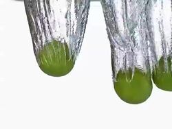 CU SLO MO Green lemon(citrus aurantifolia) fruits entering in water / Vieux Pont, Normandy, France Stock Footage