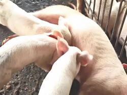 Piggy that was eating breast milk. Stock Footage