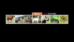 Orden Instructional Video