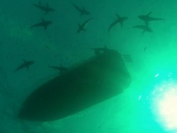 Silky sharks schooling at boat silhouette, Saudi Arabia, Gulf  Stock Footage