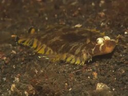 Flatfish, crawling through algae, green eyes, Indonesia  Stock Footage