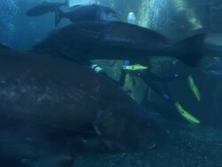 MS Divers swimming in fish tank at aquarium / Western Cape, South Africa Stock Footage