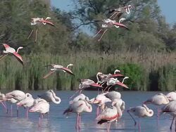 MS TS SLO MO Shot of Greater Flamingo (phoenicopterus ruber roseus) group in flight and landing in swamp in south east of France / Saintes Marie de la Mer, Camargue, France Stock Footage