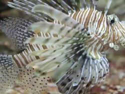 Red lionfish, Pterois volitans Stock Footage