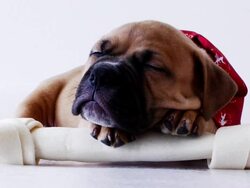 Dog and Bone Stock Footage