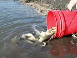 Lake Fish Stocking with Yellow Perch Stock Footage
