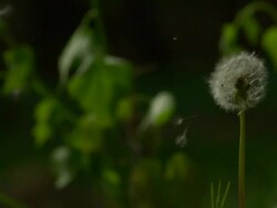 CU SLO MO Shot of dandelion being blown by wind and seeds coming off stem / Morristown, New Jersey, United States Stock Footage
