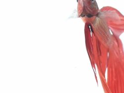 Red siamese fighting fish Stock Footage