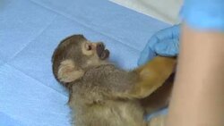 VOICED : Once victims of trafficking monkeys recover at a Chilean center News Clip